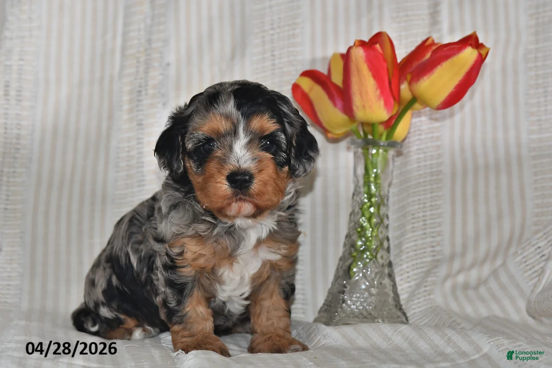 Cavapoo dogs for sale: Tulip - Ad 1