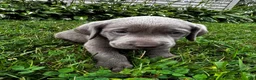 Labrador Retriever dogs for sale: Aster - Ad 5