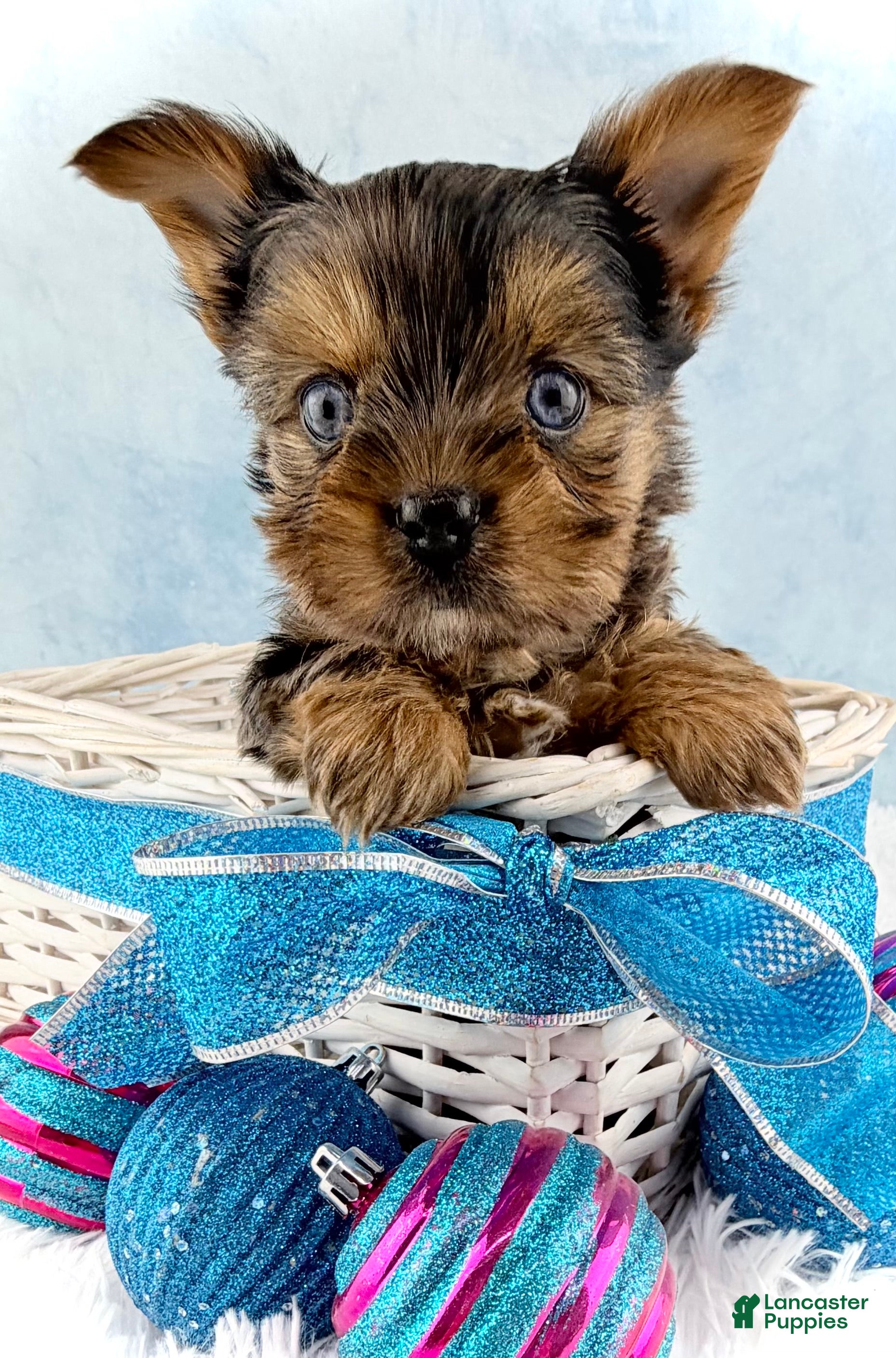 Yorkshire Terrier dogs Pixie - Ad 12