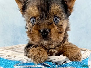 Yorkshire Terrier dogs Pixie - Ad 26