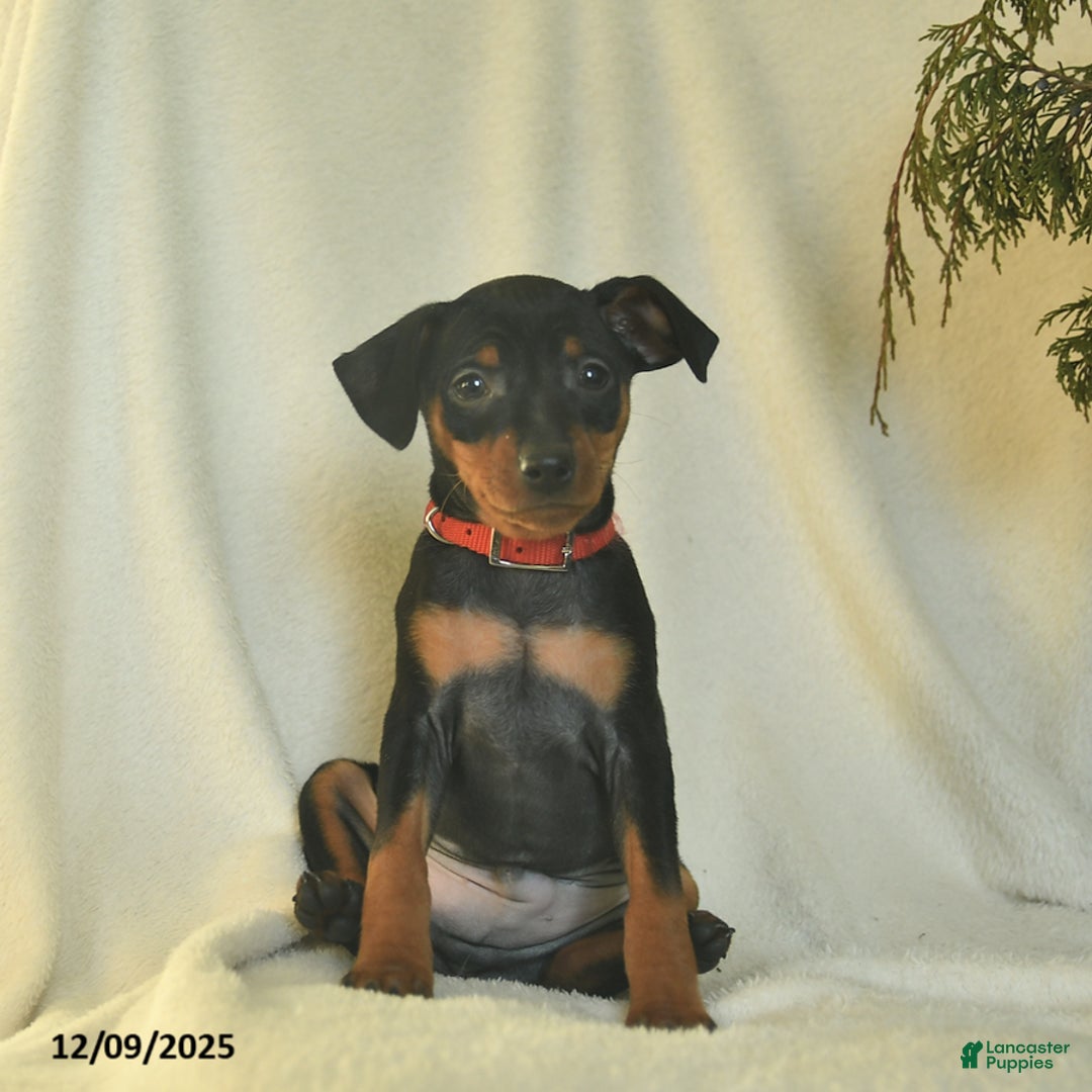 Miniature Pinscher dogs for sale: Pepper  - Ad 2
