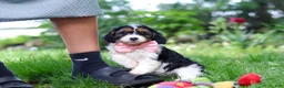 Cavapoo dogs for sale: Missy - Ad 2
