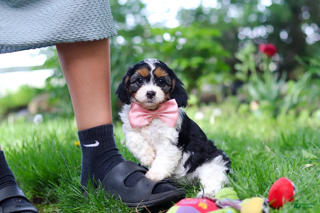 Cavapoo dogs for sale: Missy - Ad 2