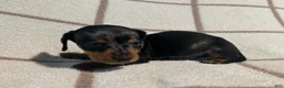 Miniature Dachshund dogs for sale: AKC Woody delivery available  - Ad 6