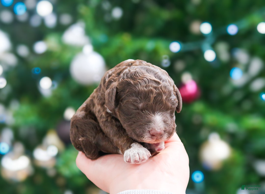 Lagotto Romagnolo dogs for sale: male 2 - Ad 4
