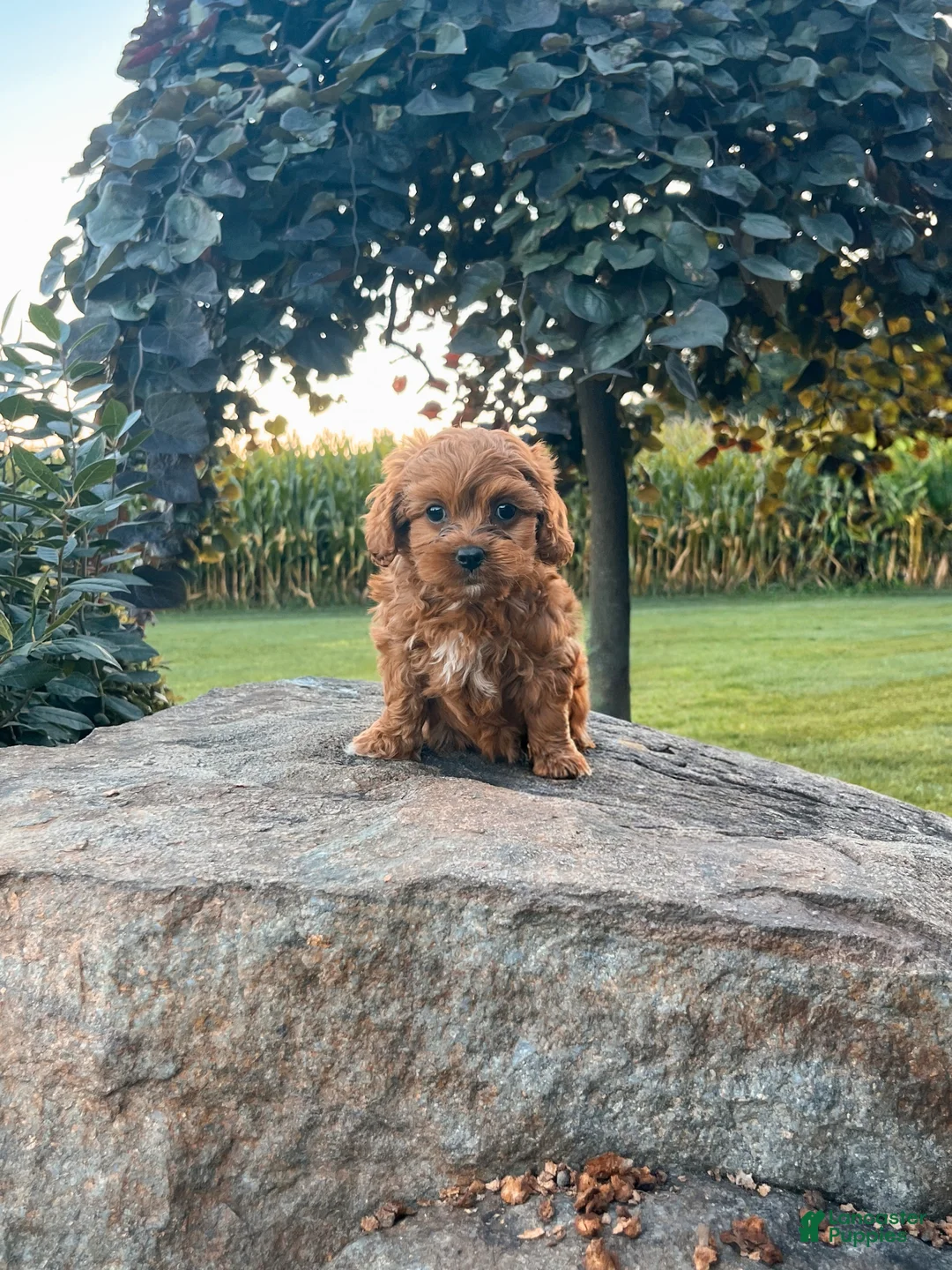 Cavapoo dogs for sale: Ella - Ad 2