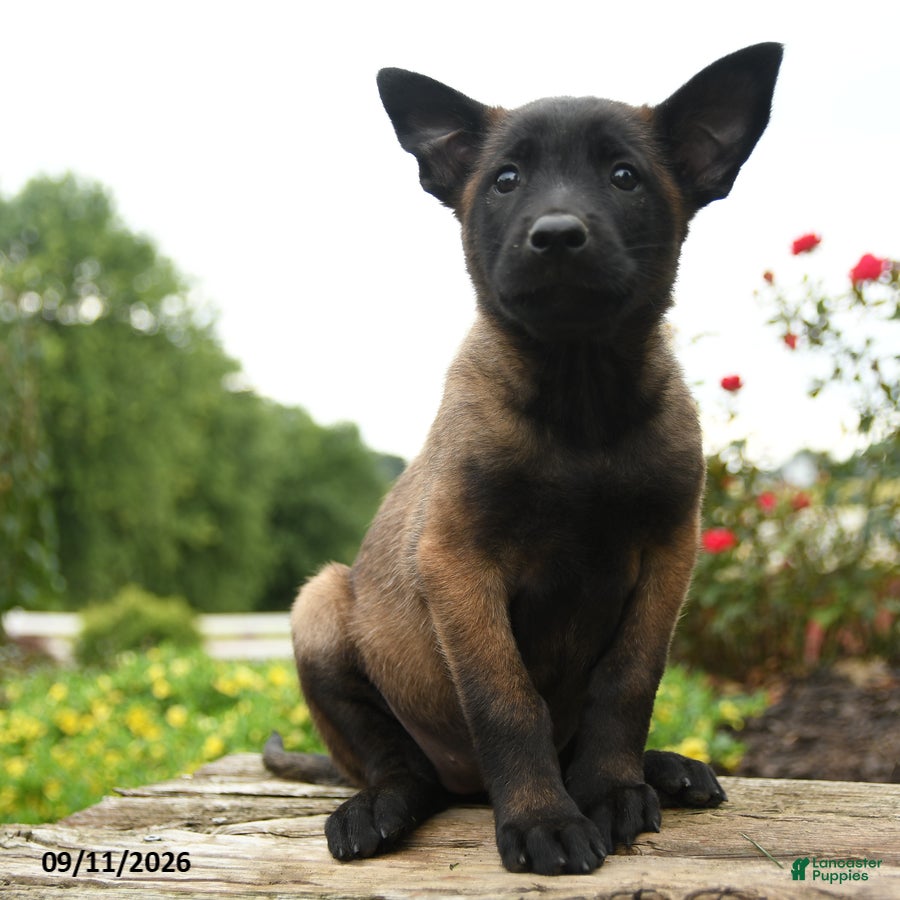 Belgian Malinois dogs Echo - Ad 1