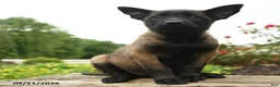 Belgian Malinois dogs for sale: Echo - Ad 1