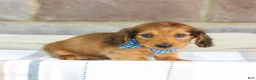 Miniature Dachshund dogs for sale: Ozzy - Ad 3