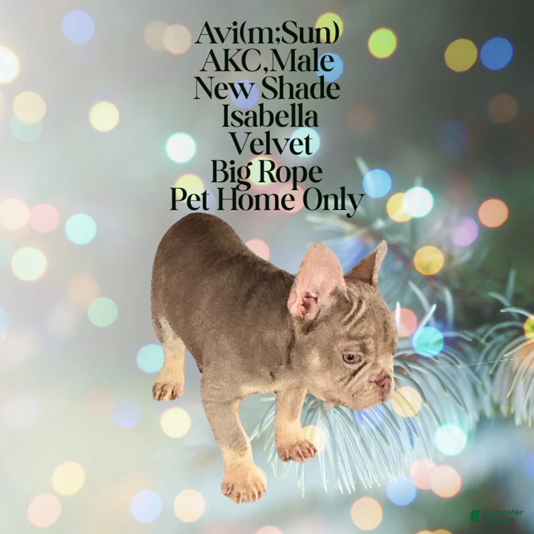 French Bulldog dogs for sale: Avi (mng: Light) - Ad 2