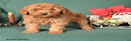 Labradoodle dogs for sale: Victor - Ad 2