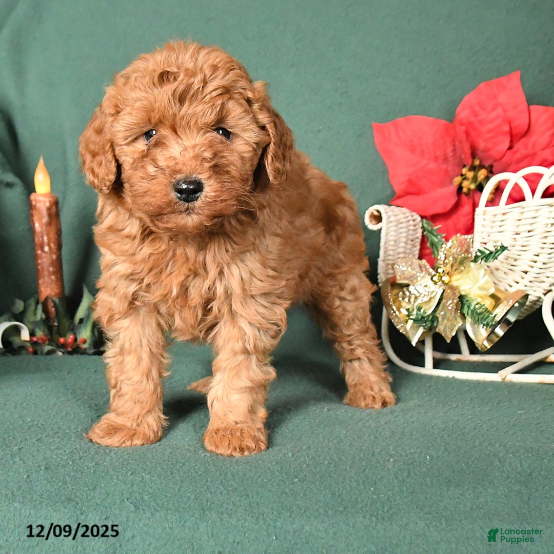 Labradoodle dogs for sale: Victor - Ad 2