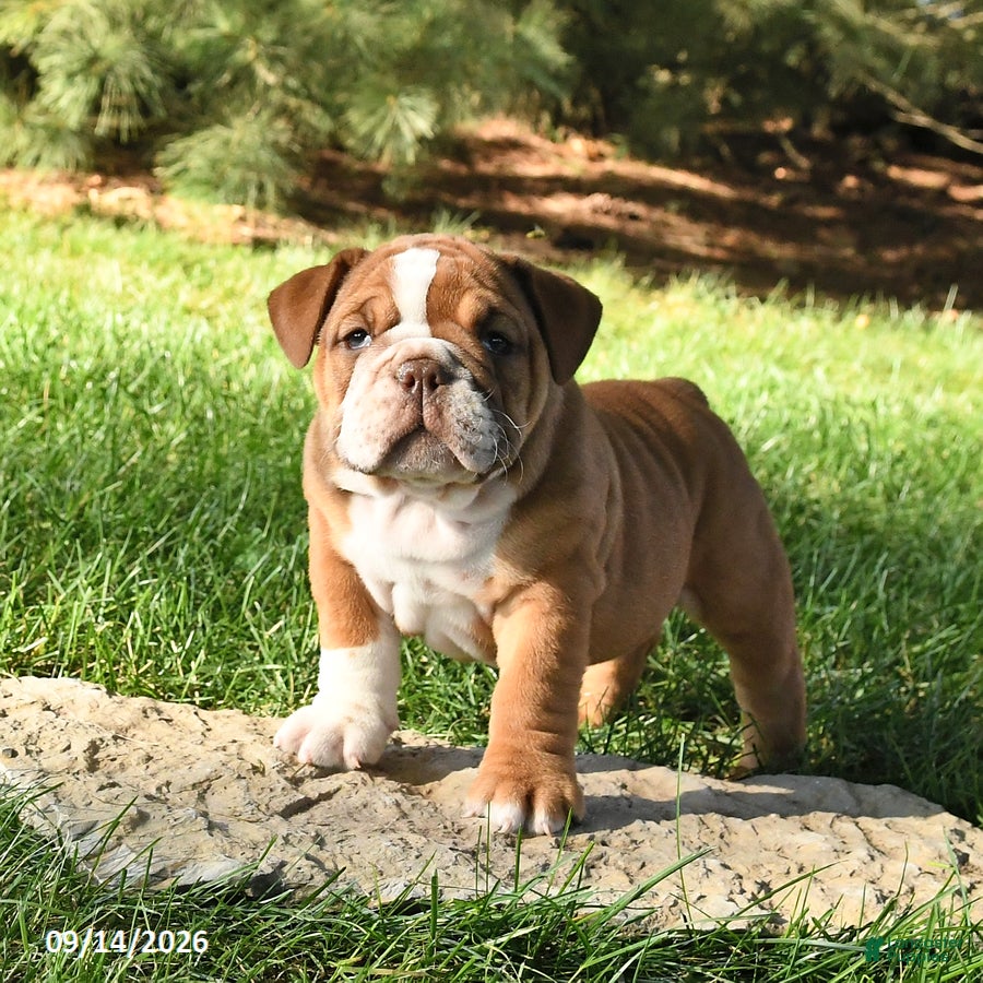 English Bulldog dogs Diamond - Ad 1