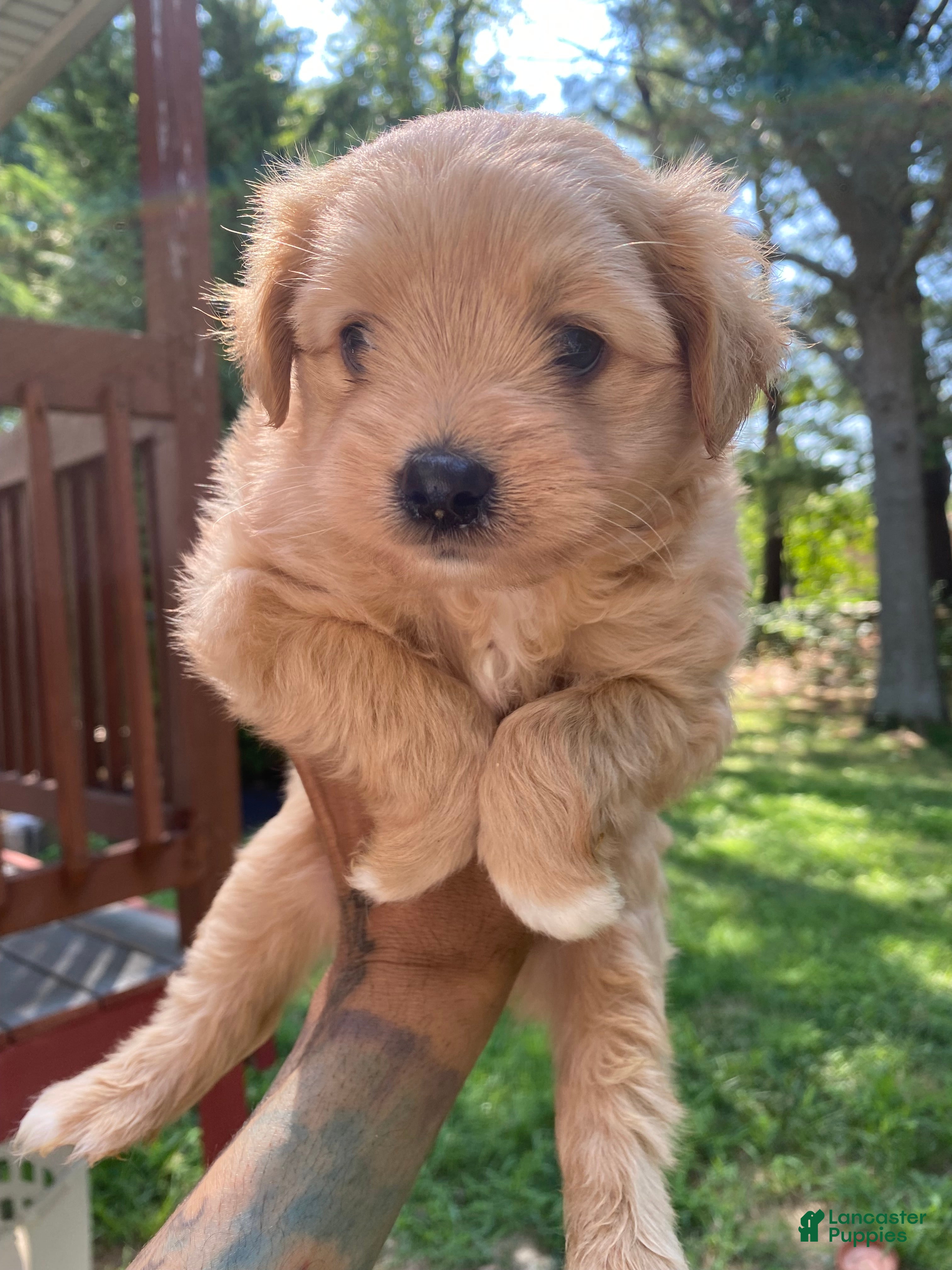 Yorkiepoo dogs for sale: Yorkiepoo 4 - Ad 3