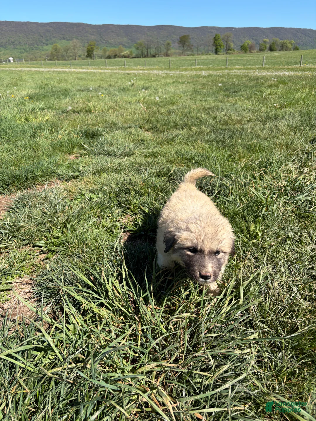 Great Pyrenees dogs for sale: Great Pyrenees Puppy 4 - Ad 2