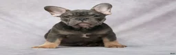 French Bulldog dogs for sale: Grant - Ad 5