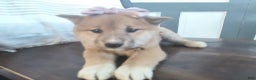 Shiba Inu dogs for sale: Basil - Ad 5