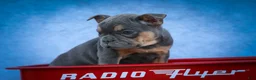 Frenchton dogs for sale: Peaches 🍑 — A Charming F2 Frenchton Puppy! - Ad 12