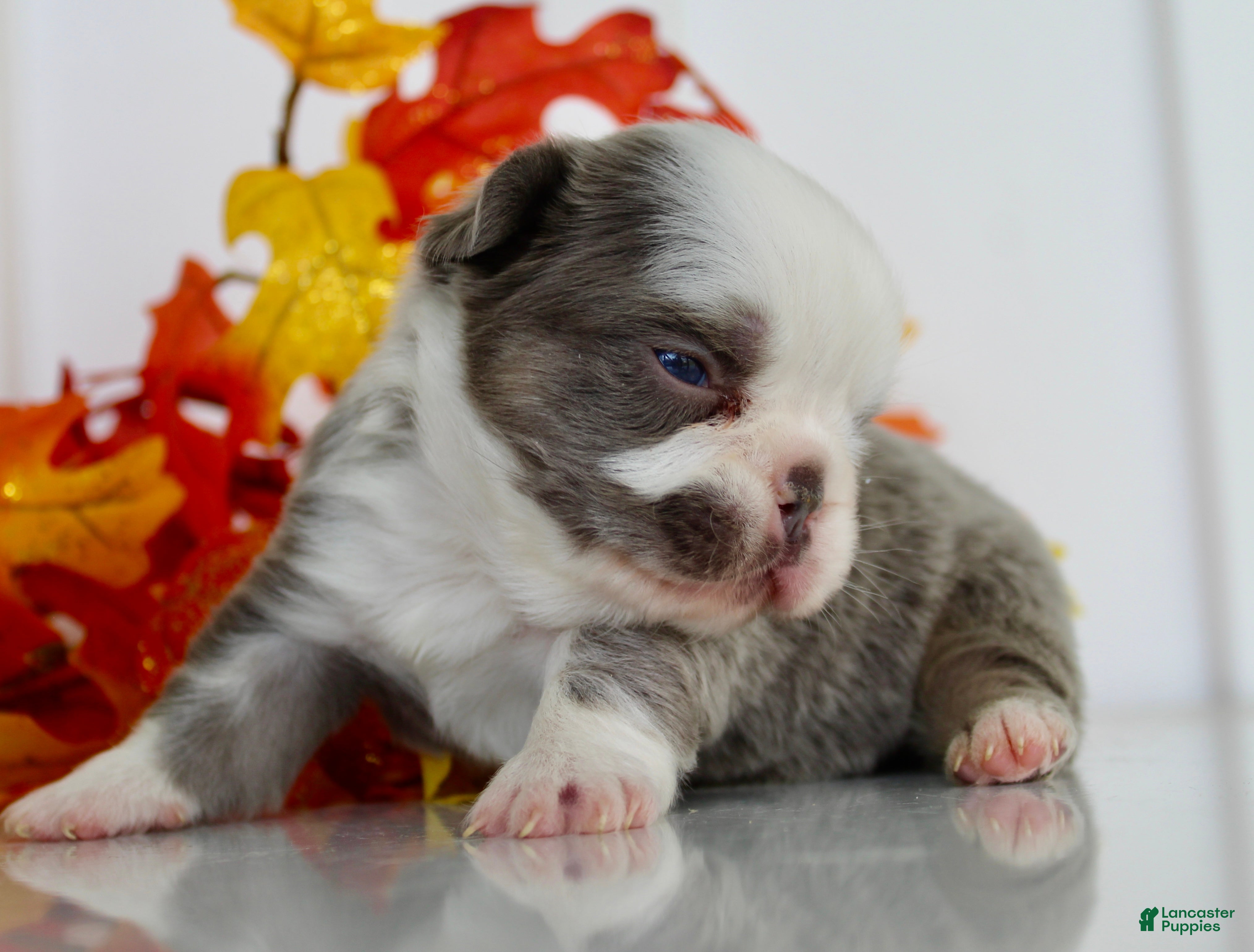 French Bulldog dogs for sale: Morgan Female AKC Fluffy French Bulldog - Ad 2