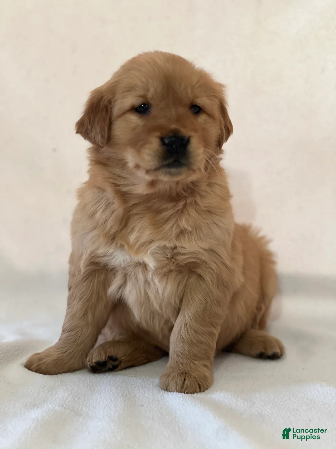 Golden Retriever dogs for sale: Sophie - Ad 2