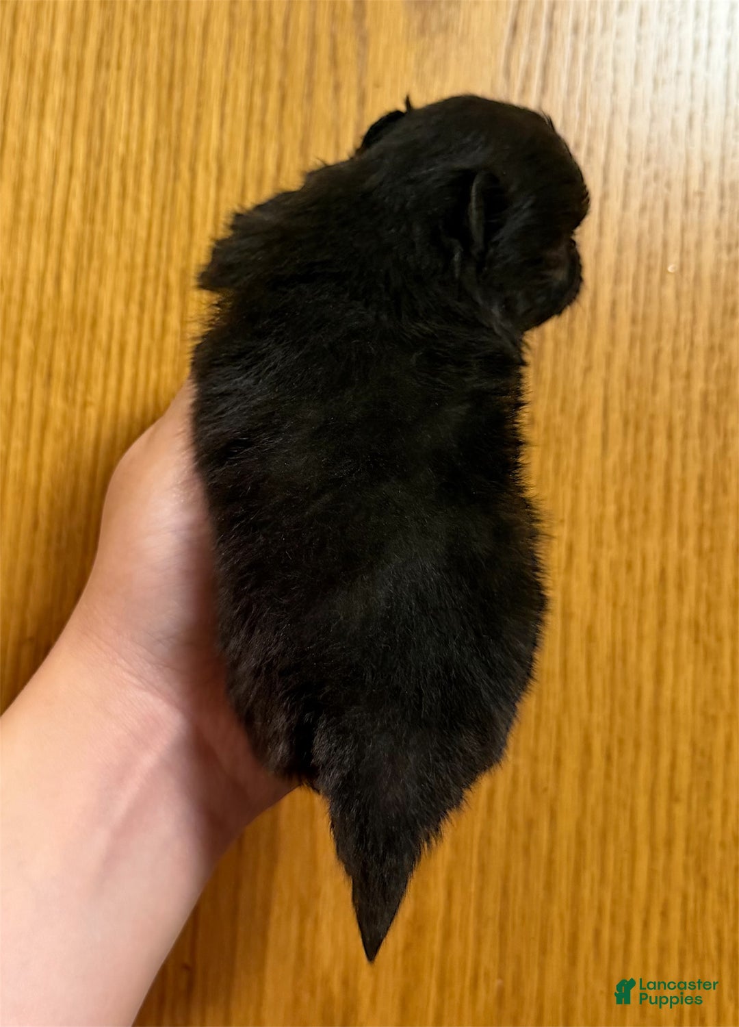 Pomeranian dogs for sale: Smoky - Ad 2