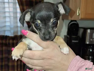 Chihuahua dogs Nacho sm toy - Ad 42