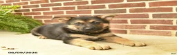 German Shepherd dogs for sale: Buddy - Ad 4
