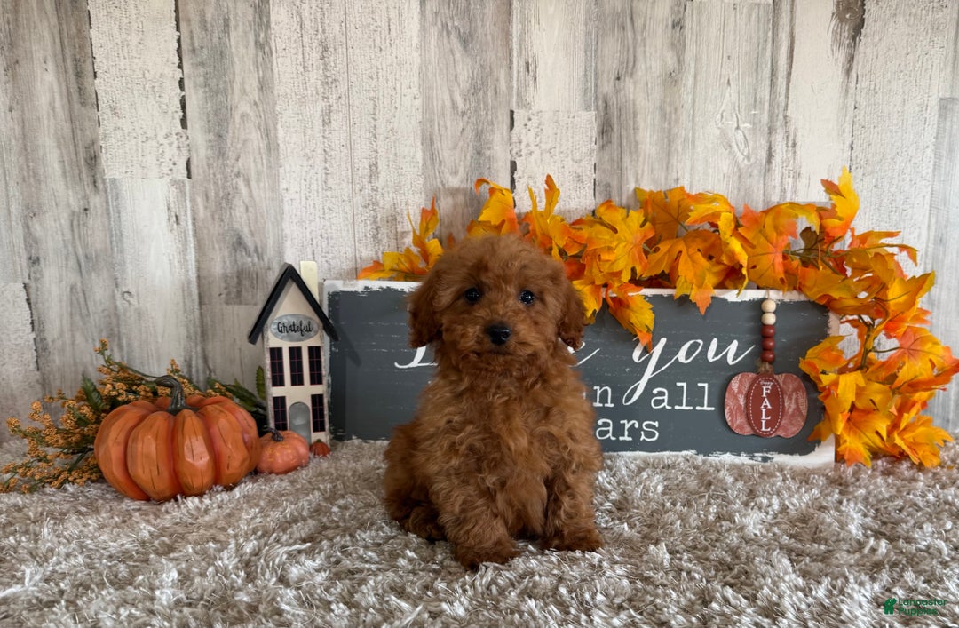 Toy Poodle dogs for sale: Penny - Ad 13