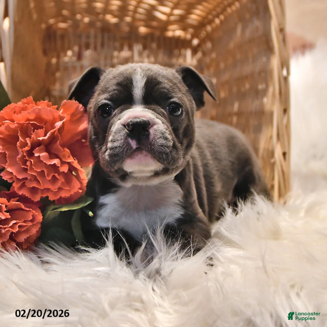 Frenchton dogs for sale: Gunner - Ad 1