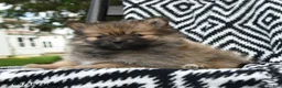 Pomeranian dogs for sale: Creampuff - Ad 3
