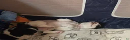 Miniature Dachshund dogs for sale: Piglet - Ad 17