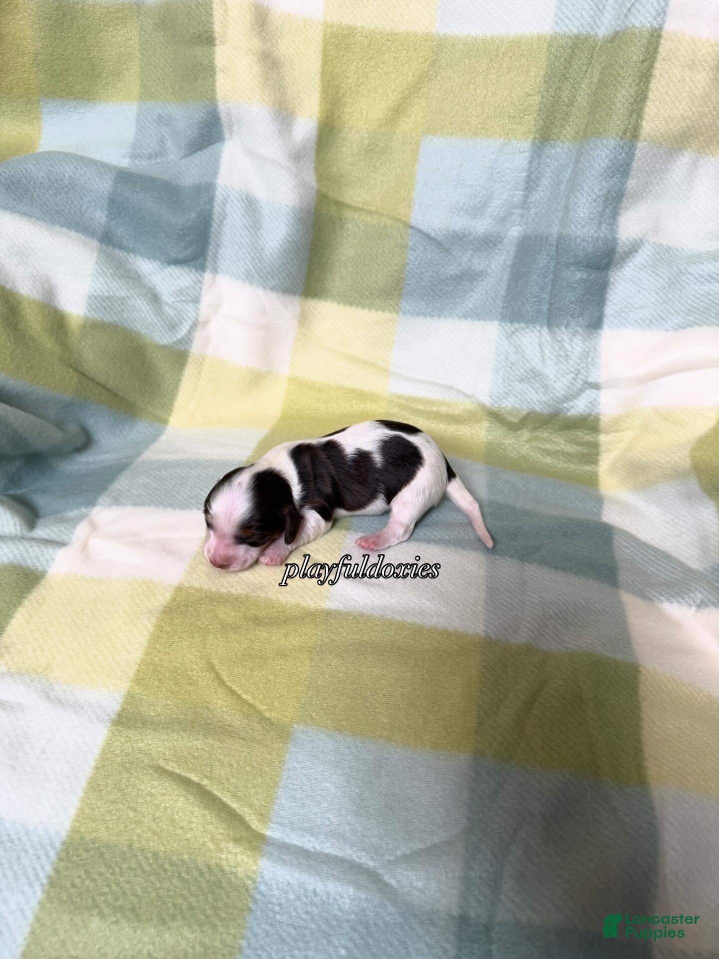 Miniature Dachshund dogs AKC Chocolate Piebald Female Long Haired Miniature Dachshund Puppy - Ad 2