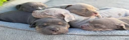 American Bully dogs for sale: Milly - Ad 22