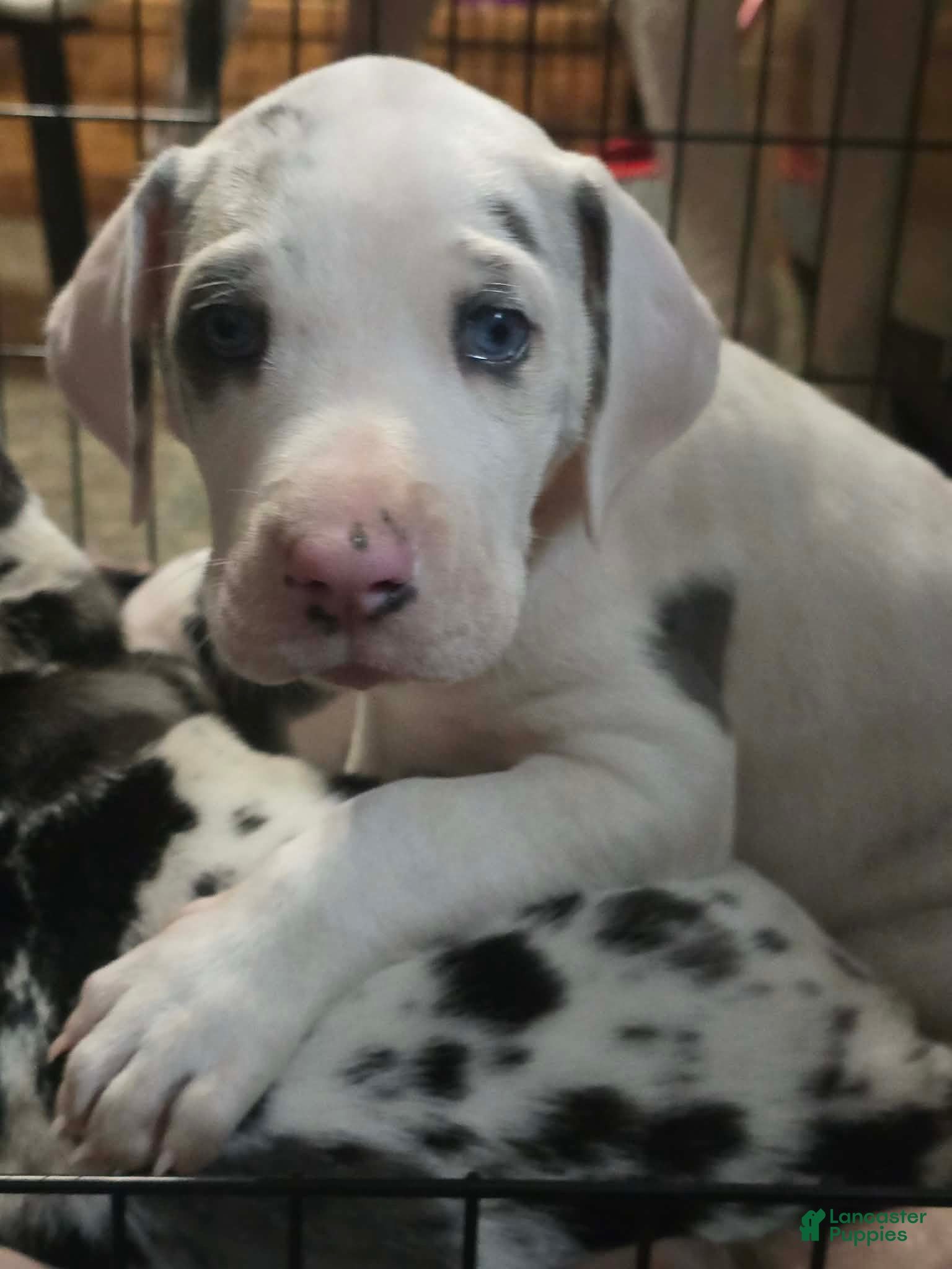 Great Dane dogs Lyla - Ad 21