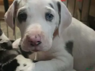 Great Dane dogs Lyla - Ad 33