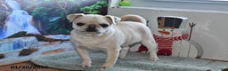 Pug dogs for sale: Rosie - Ad 3