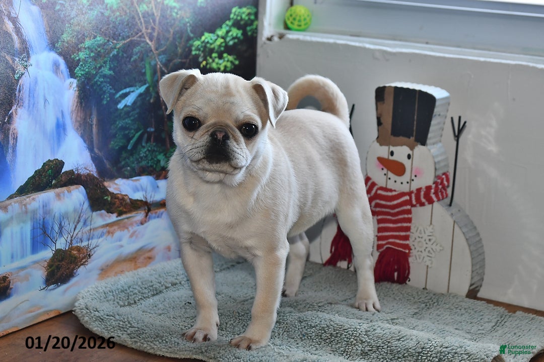 Pug dogs for sale: Rosie - Ad 3