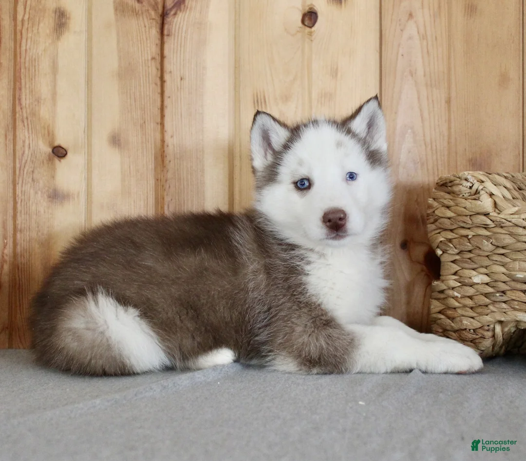 Siberian Husky dogs for sale: Dexter - Ad 6