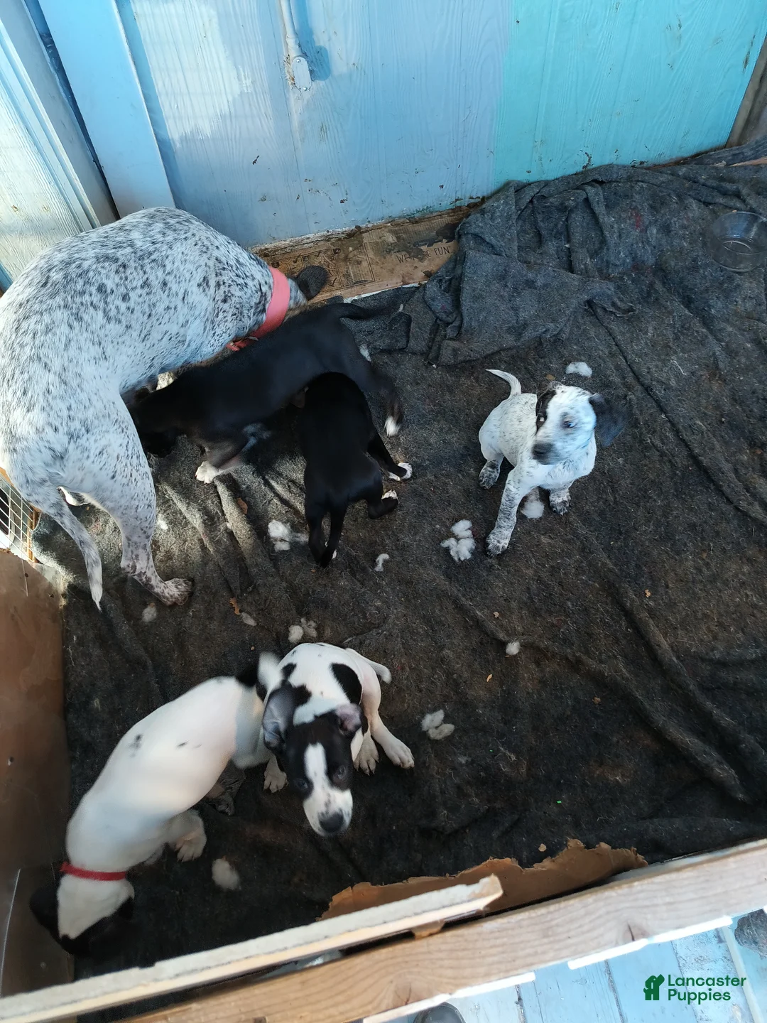 Gallery Image {{count}}