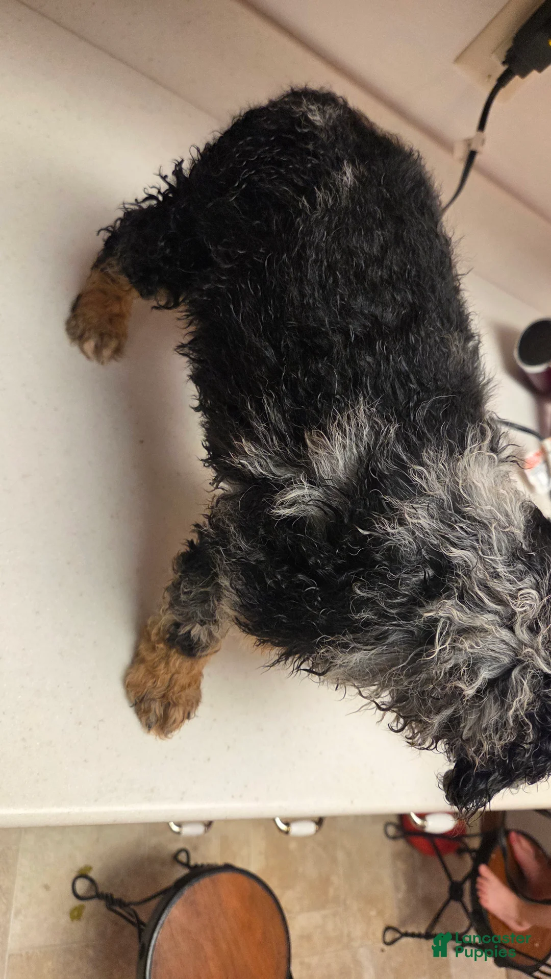 Bernedoodle dogs for sale: Bernedoodle Puppy 4 - Ad 4