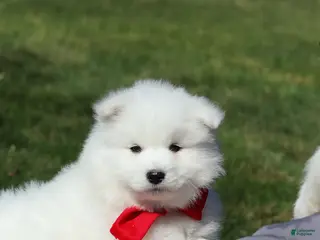 Samoyed dogs for sale: Joey - Ad 2