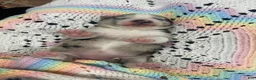 Pomsky dogs for sale: Elizabeth  - Ad 4
