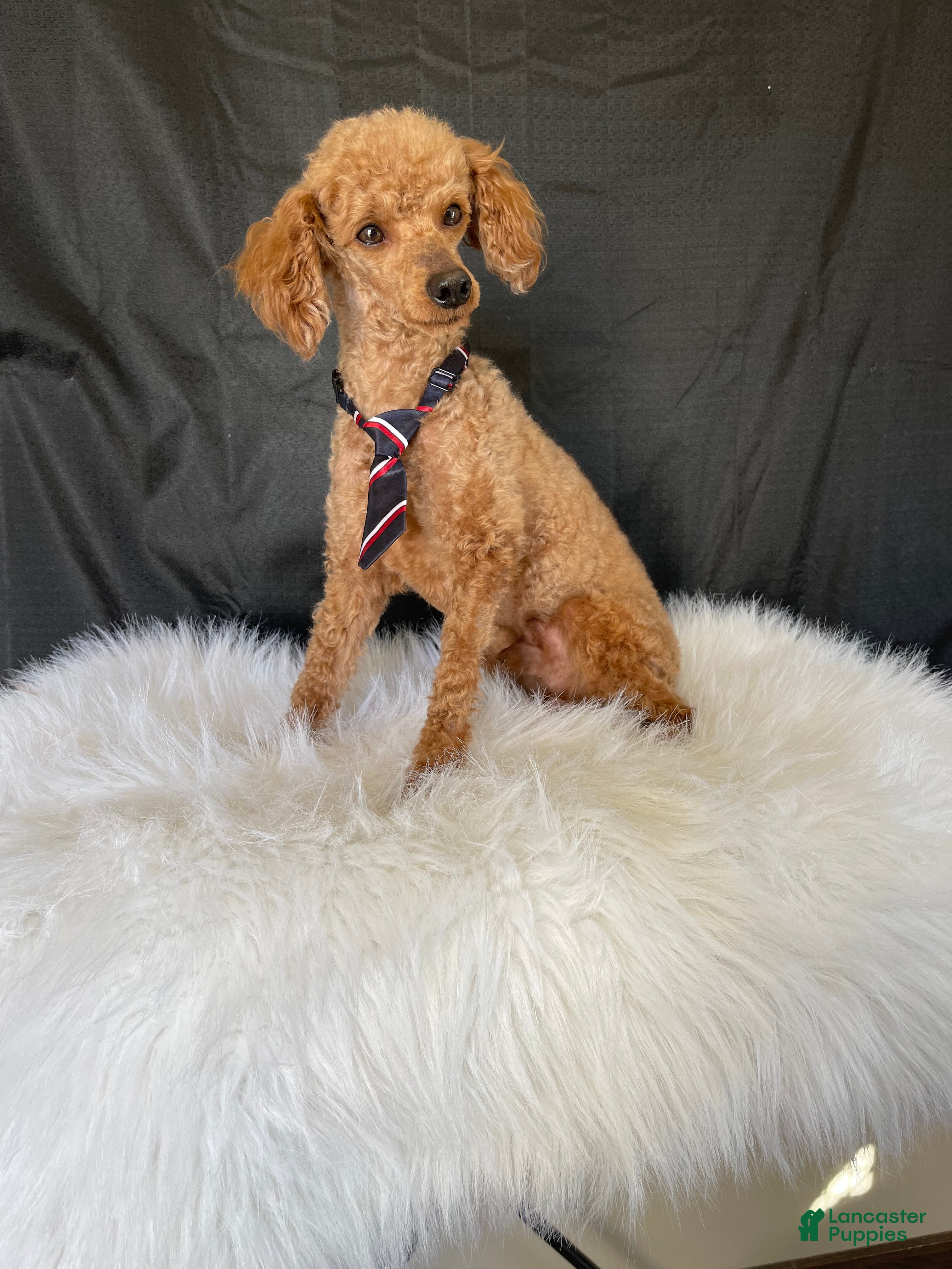 Toy Poodle dogs Akc Clear Red Bred Milo - Ad 2