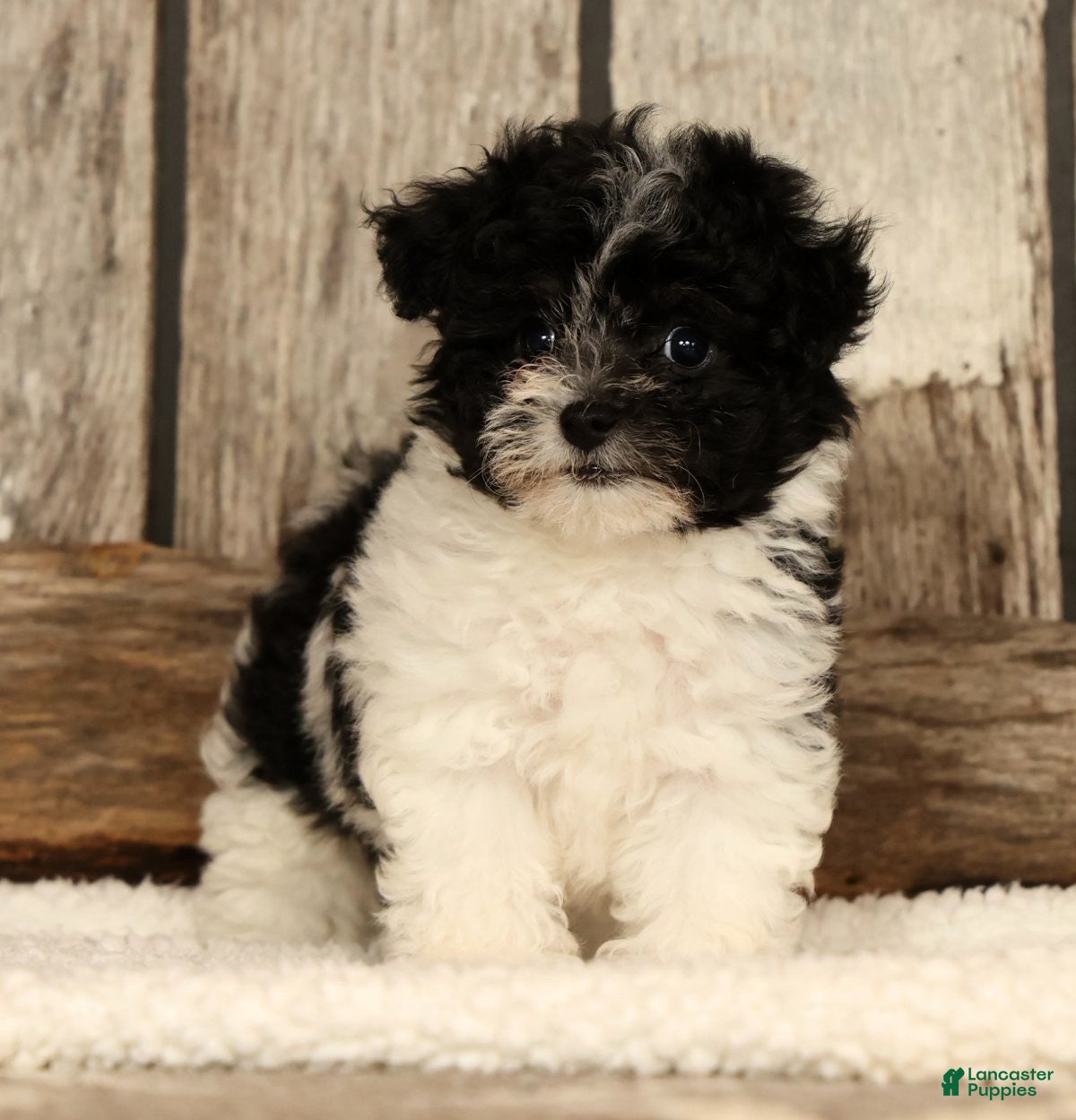 Havapoo dogs Beauty - Ad 2