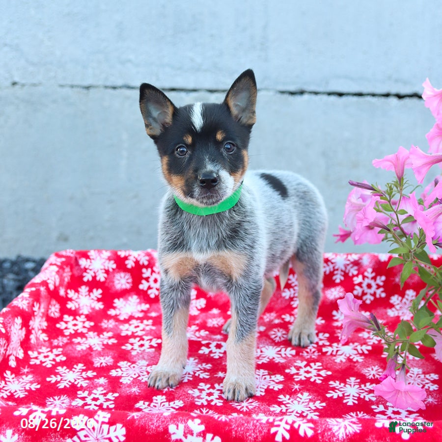 Australian Cattle Dog dogs Amber - Ad 1