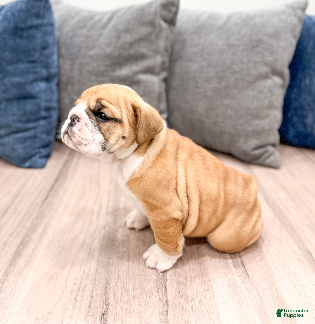 Mixed Breed dogs for sale: Cleo - Ad 4