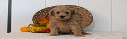 Schnoodle dogs for sale: Roxy - Ad 5