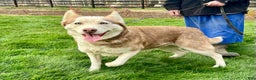 Siberian Husky dogs for sale: Rose - Ad 6