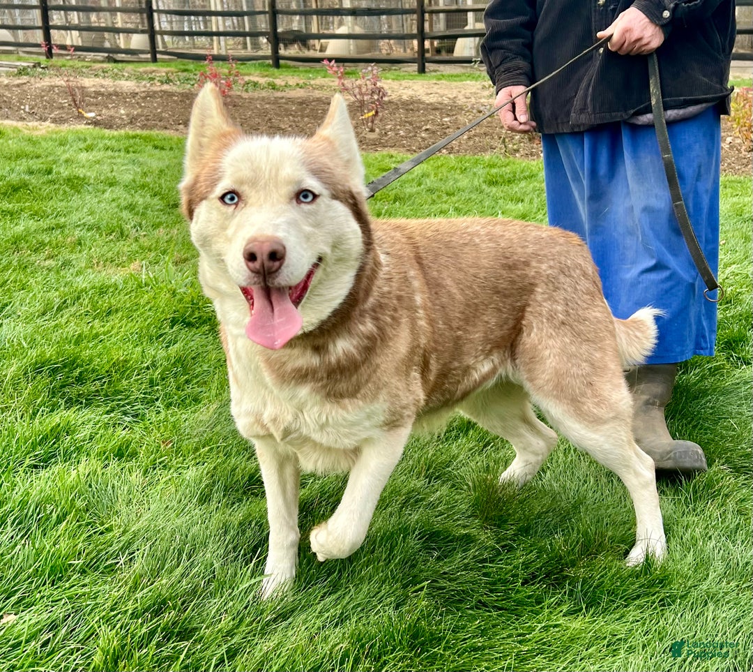 Siberian Husky dogs for sale: Rose - Ad 6