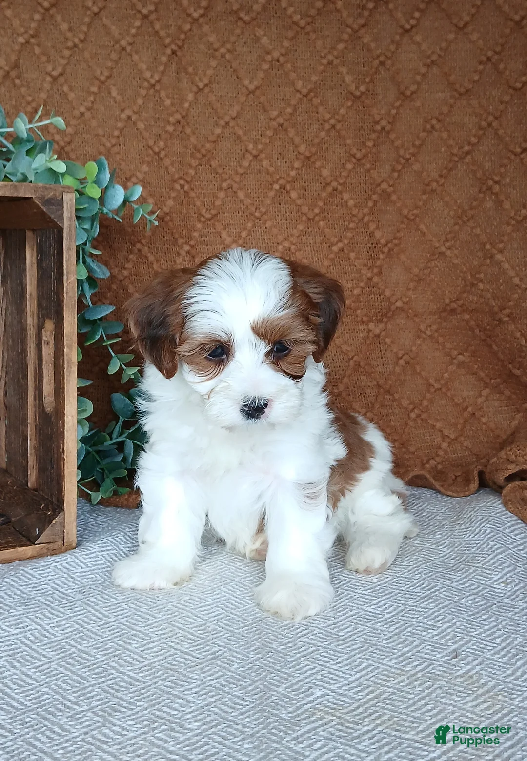 Havanese dogs for sale: Rose  - Ad 2